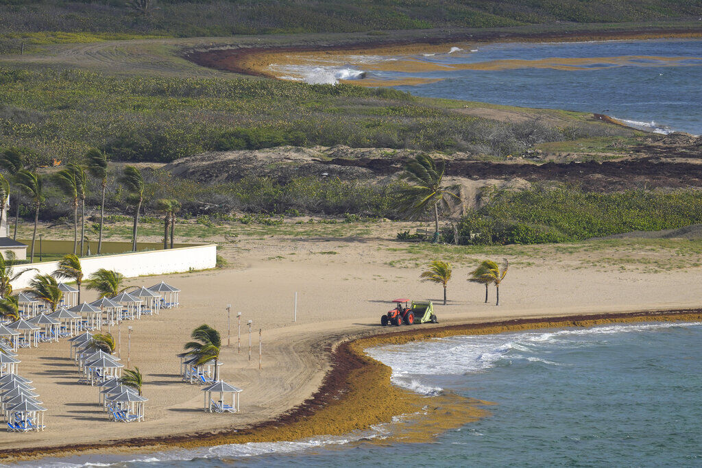 Caribbean Seaweed Struggles